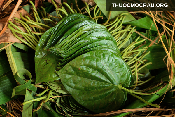 Lá trầu không